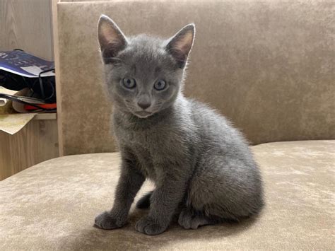 russian blue cattery florida|blue russian kitten price.